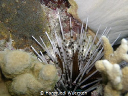 Diadem Urchin by Hansruedi Wuersten 